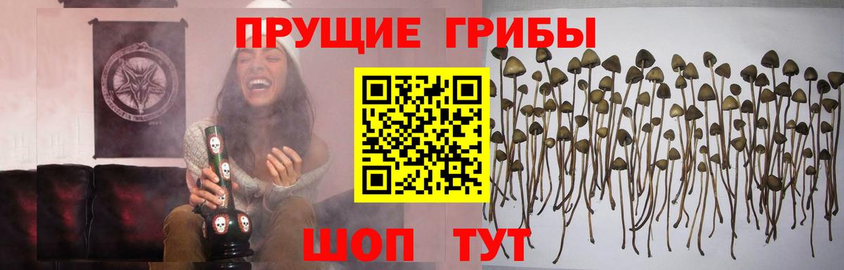 Псилоцибиновые грибы Psilocybine cubensis  Псилоцибиновые грибы Magic Shrooms  Вход с VPN  Тулун 